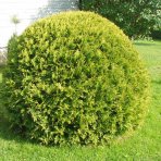 Tuja západná (Thuja occidentalis) ´DANICA´ - výška 30-40 cm, ⌀ 40 cm, kont. C10L